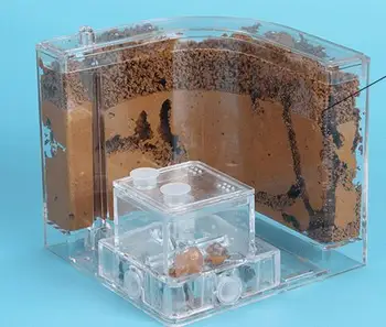 Pregledna Ant Hišo Napolnili Zemljo Ant Farm Insektov Gnezdo Ekologija Mania Igrača Doma Habitat Strokovno Grad Labirint Ant Gnezdo Villa Igrača