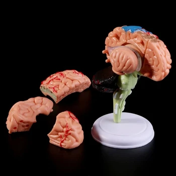4D Razstaviti Anatomski Model Človeških Možganov Anatomijo Medicinske učni pripomoček Kipi, Skulpture za Medicinsko Uporabo, lahko CSV