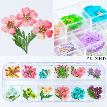 Mix 12 Barvah Naravnih Posušeno Cvetje DIY Nail Art Cvetlični Okraski Nail Art Okraski lak za Nohte Art Orodje