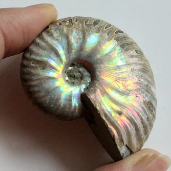 1pc Nekdaj Ammonite Fosilnih Lupini Pisane Fosilnih shell Kolekcija Mineralnih Vzorec