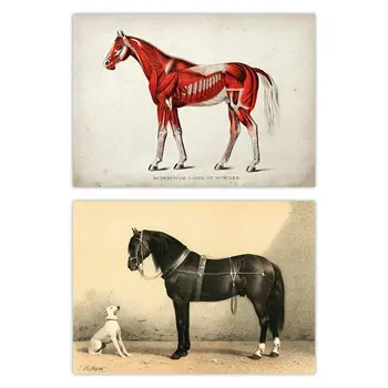 Vintage Konj Plakat Medicinske Ilustracije Konjskega Mišične Površinske Plasti Mišic Orloff Konja Belega Psa Sliko Wall Art