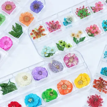 Mix 12 Barvah Naravnih Posušeno Cvetje DIY Nail Art Cvetlični Okraski Nail Art Okraski lak za Nohte Art Orodje