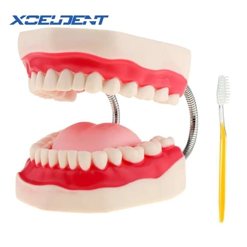 1pcs Zobozdravstvu za Odrasle Zob Model 6-Krat Ustni Modeli Zob Z Jezikom Za Vrtec Otrok, Zgodnje Poučevanje Študija Zdravstvene Nege