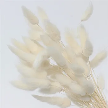 50pcs Lagurus ovatus zajec rep travo, naravno sušene pampe cvetje, poročne šopke cvetja bela, roza barve za dom dekor