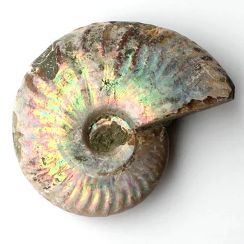 1pc Nekdaj Ammonite Fosilnih Lupini Pisane Fosilnih shell Kolekcija Mineralnih Vzorec
