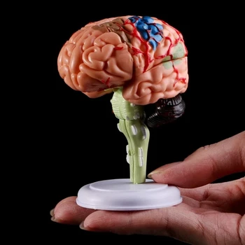 4D Razstaviti Anatomski Model Človeških Možganov Anatomijo Medicinske učni pripomoček Kipi, Skulpture za Medicinsko Uporabo, lahko CSV