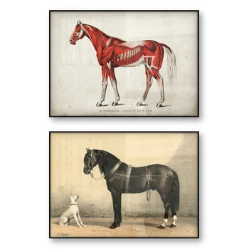 Vintage Konj Plakat Medicinske Ilustracije Konjskega Mišične Površinske Plasti Mišic Orloff Konja Belega Psa Sliko Wall Art