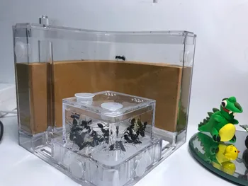 Pregledna Ant Hišo Napolnili Zemljo Ant Farm Insektov Gnezdo Ekologija Mania Igrača Doma Habitat Strokovno Grad Labirint Ant Gnezdo Villa Igrača