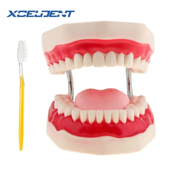 1pcs Zobozdravstvu za Odrasle Zob Model 6-Krat Ustni Modeli Zob Z Jezikom Za Vrtec Otrok, Zgodnje Poučevanje Študija Zdravstvene Nege